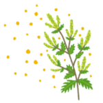 秋の花粉とハウスダスト対策🌾2025ver