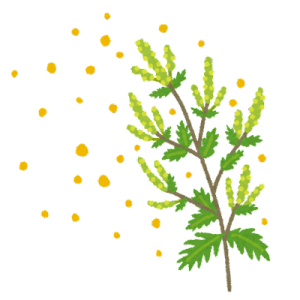 秋の花粉とハウスダスト対策🌾2025ver